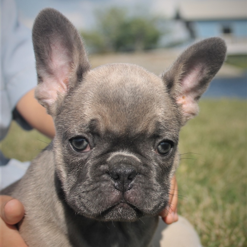 Your Home For Fine Quality Blue French Bulldog Puppies In Indiana