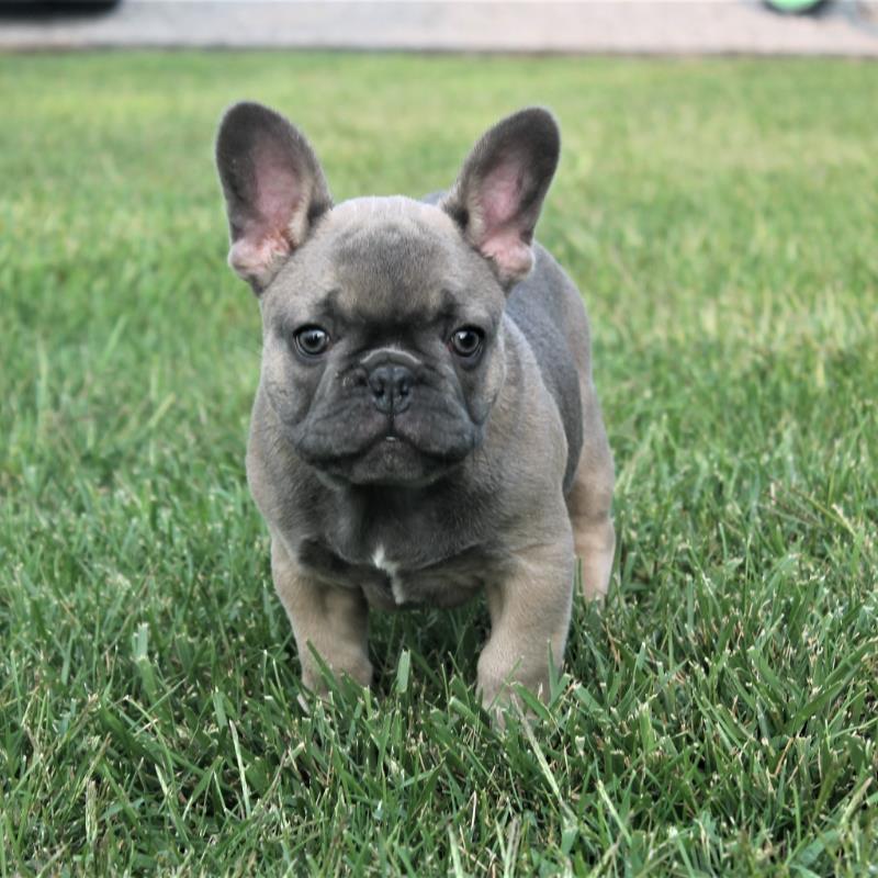 Your Home For Fine Quality Blue French Bulldog Puppies In Indiana