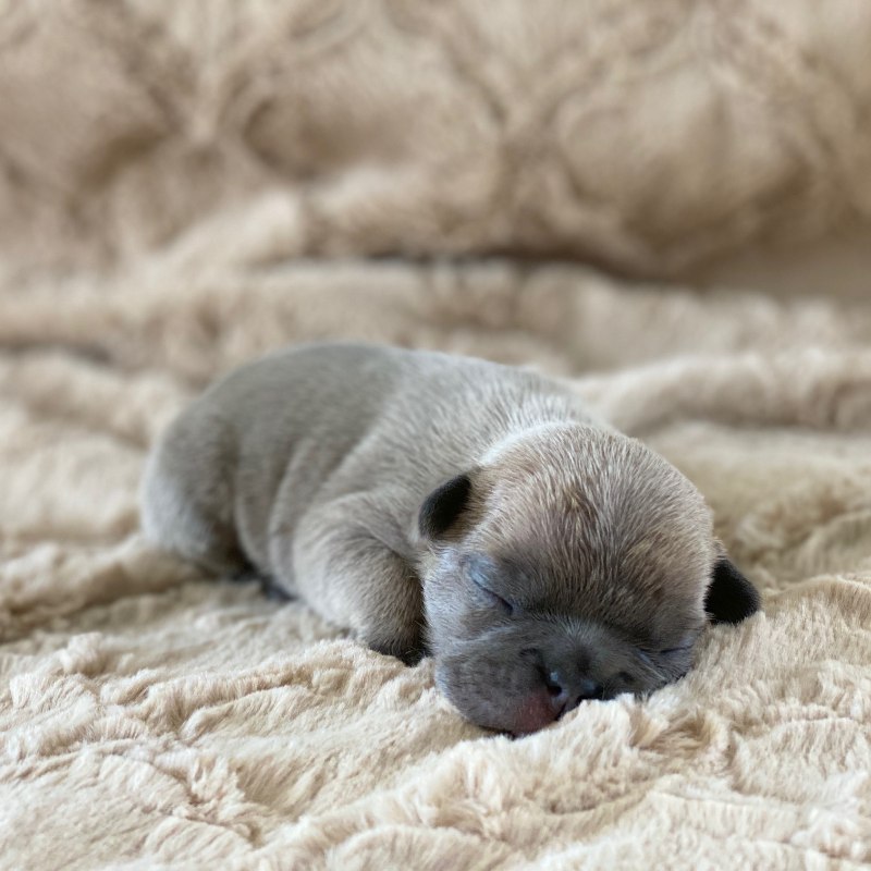 French Bulldog Puppies For Sale