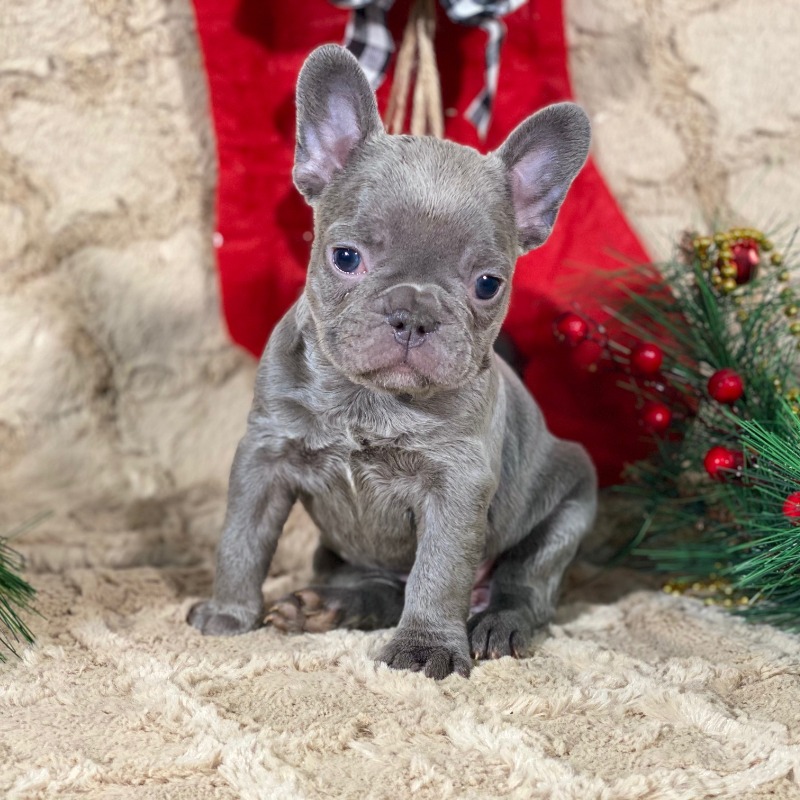 Your Home For Fine Quality Blue French Bulldog Puppies In Indiana