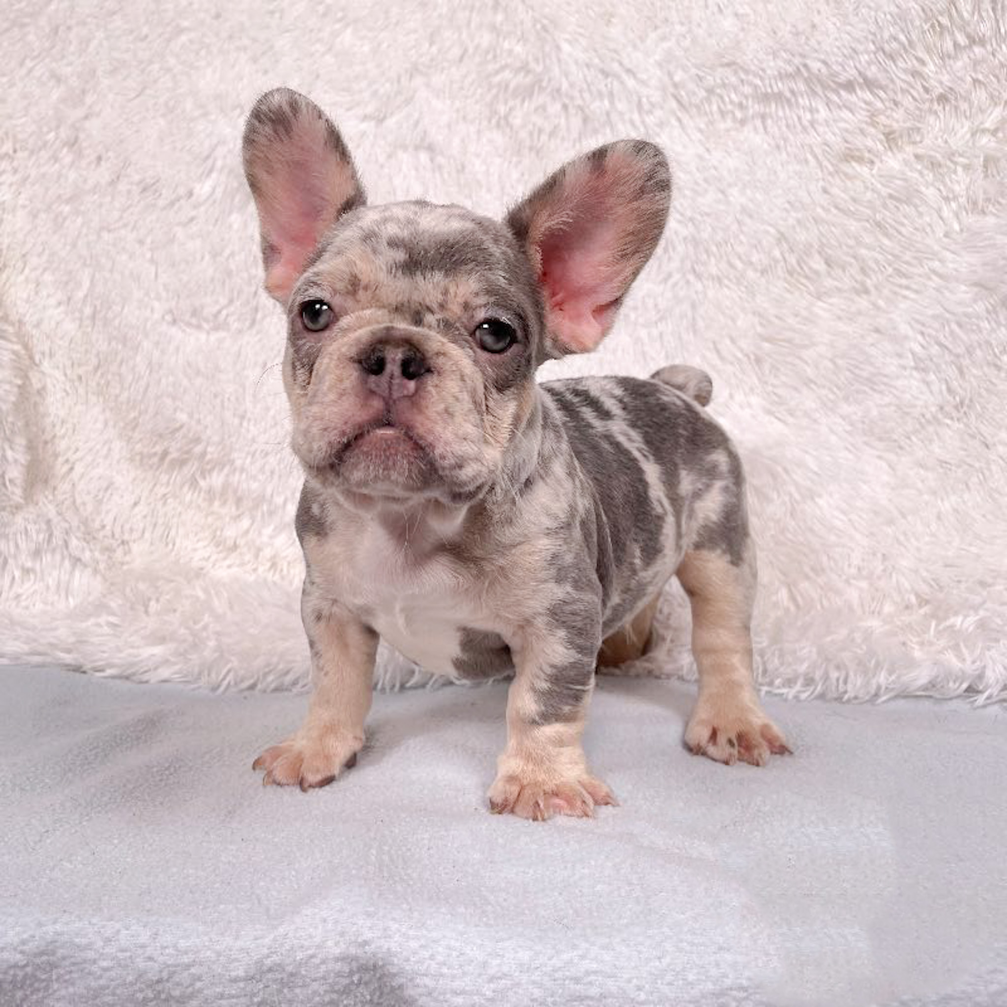 How Much Does A French Bulldog Pup Cost