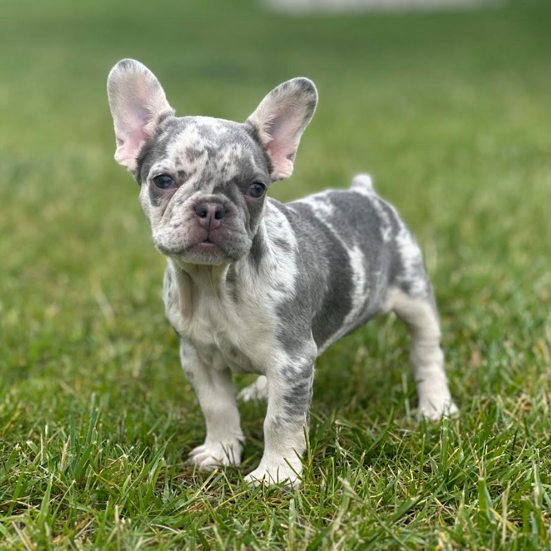 micro merle french bulldog